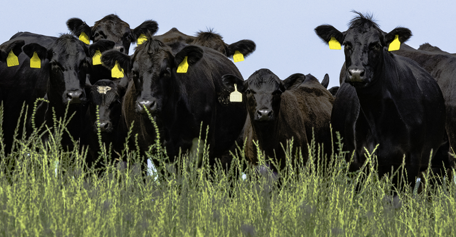 Black Angus
