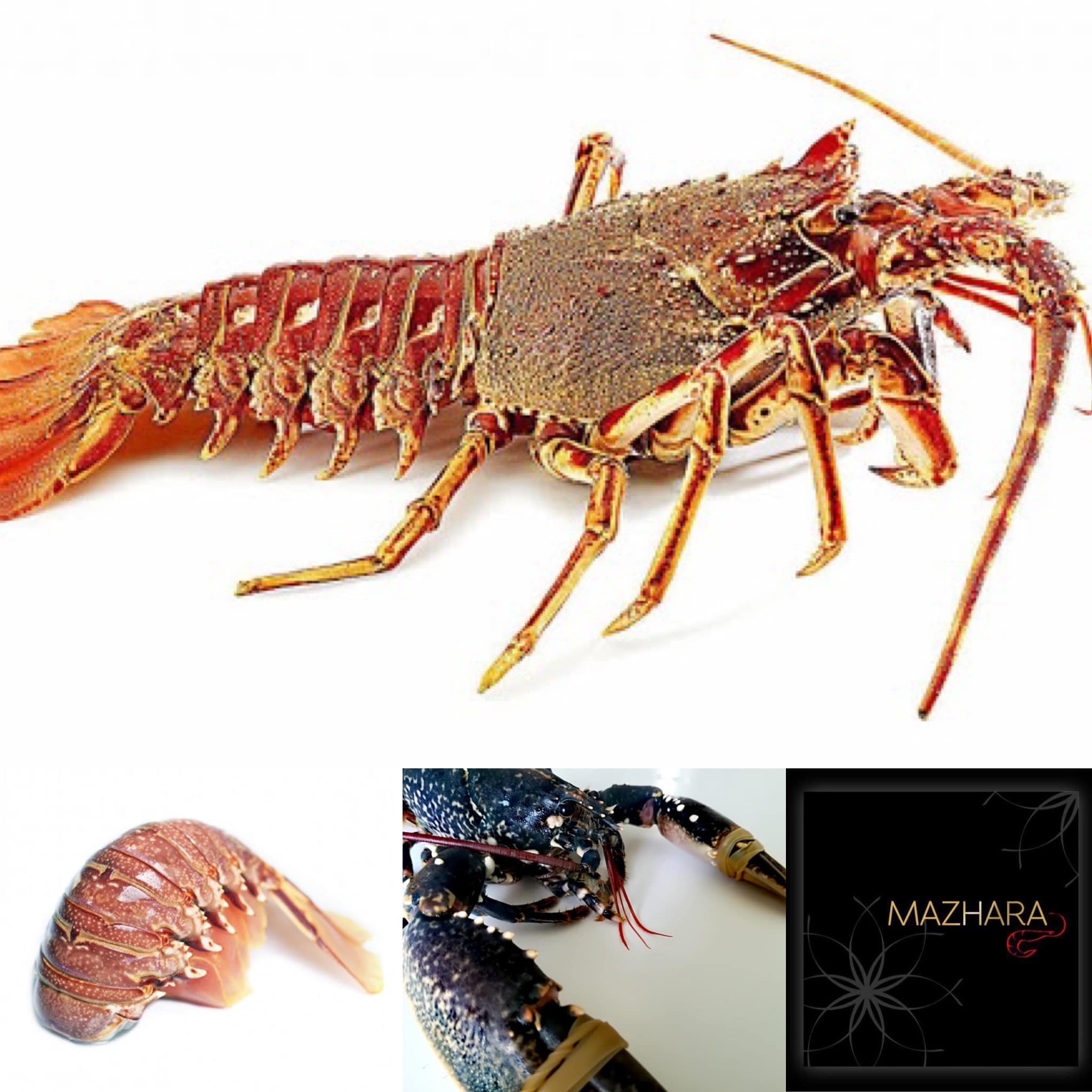 Aragostelle Mediterraneo Mazhara GLC Top Selection