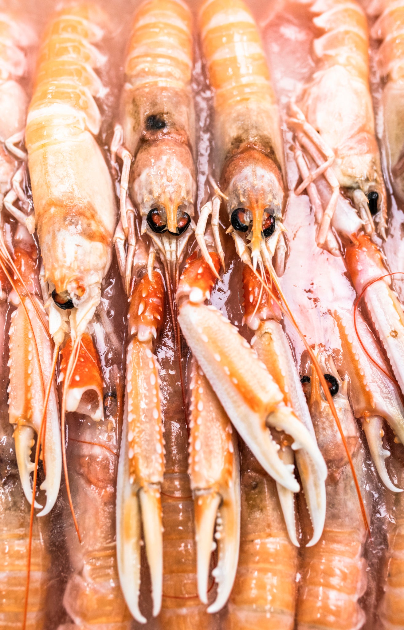 Scampo Sicilia GLC Top Selection (1Kg)