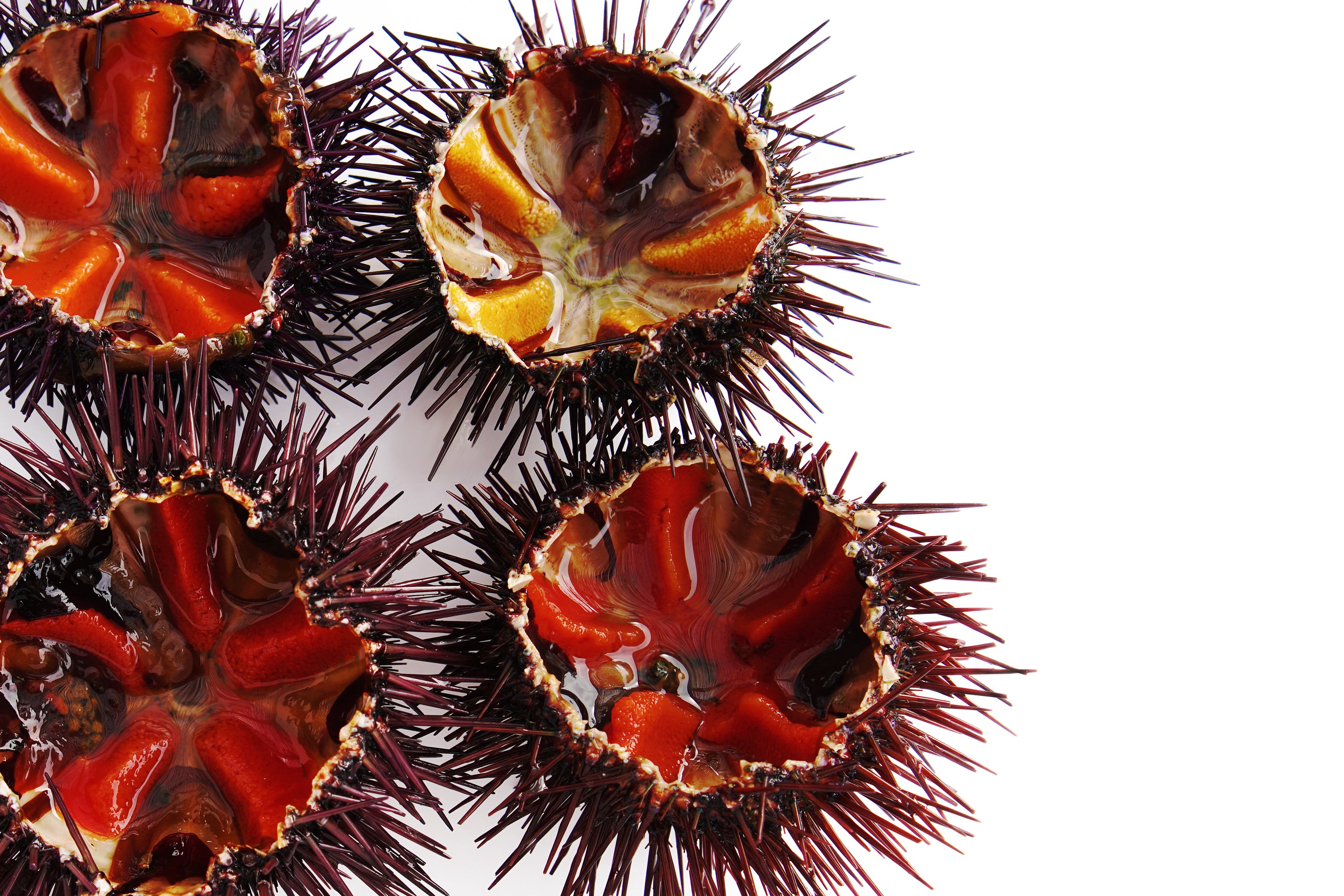 Polpa di riccio di Mare GLC Top Selection