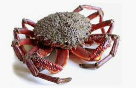 Granseola Mediterraneo Mazhara GLC Top Selection