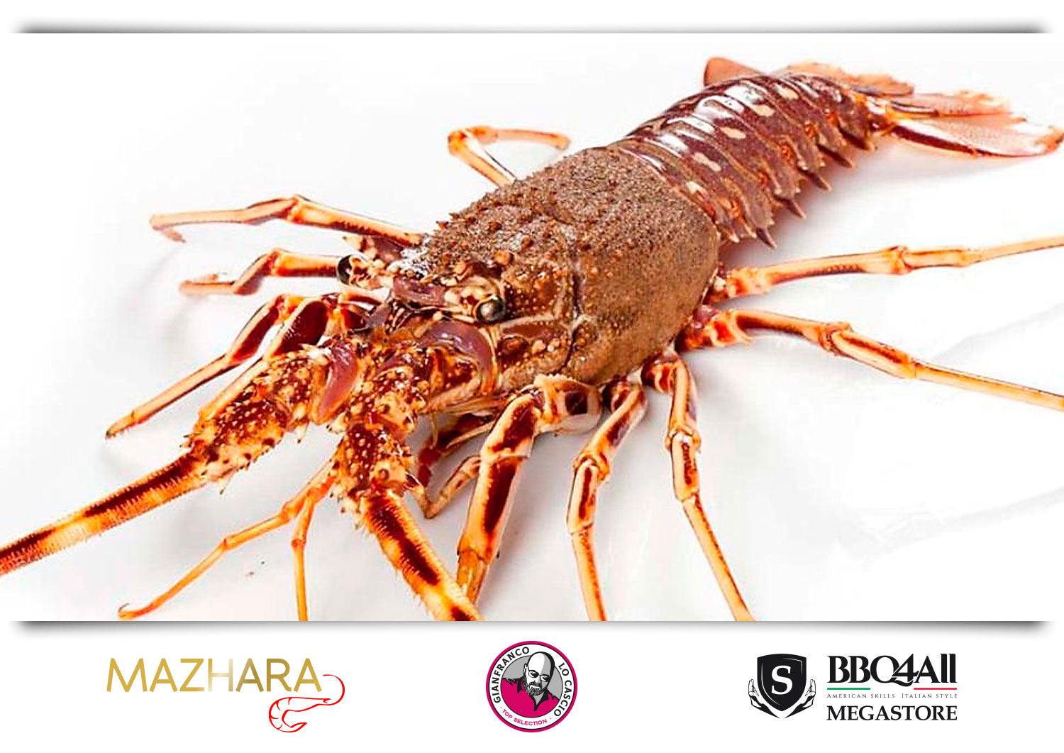 Aragostelle Mediterraneo Mazhara GLC Top Selection