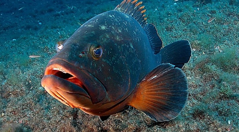 Cernia pescata Sicilia Mazara del Vallo