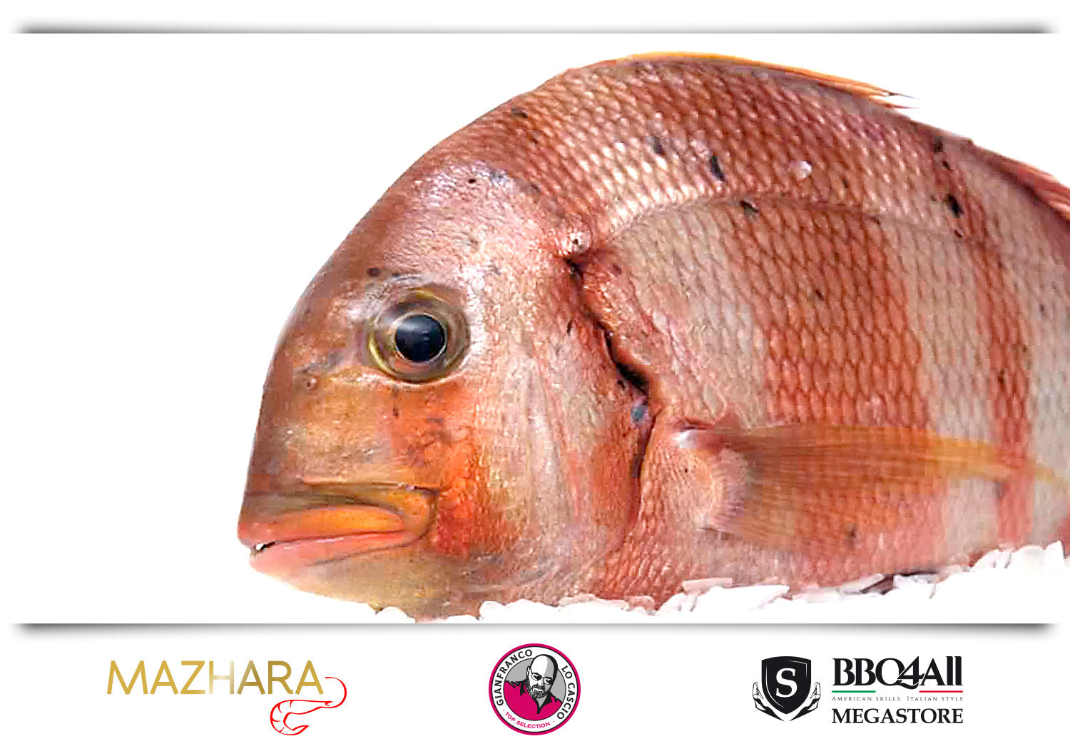 Pagro Faraone pescato rete Sicilia Mazara del Vallo