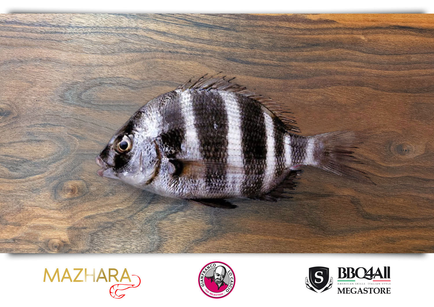 Sarago Faraone pescato rete Sicilia Mazara del Vallo